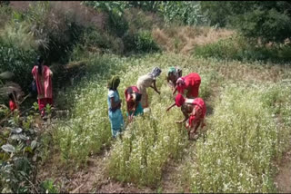 How Tribal Farmers of Kotia in Odisha's Koraput Are Spreading Fragrance Of Chamomile In Their Fields