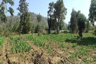 WOMAN DESTROYED OPIUM CROP