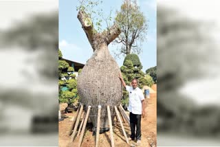 135 Year Old Rare Trees Arrive in Kadiyam Nurseries