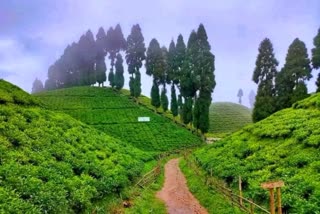 The tea plants were first grown in the 2,000-600 feet altitude by the Bristishers.