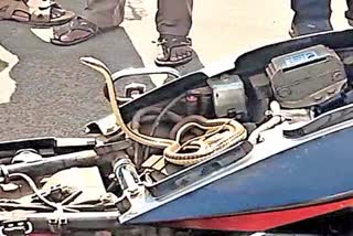 SNAKE IN BIKE AT PALASA TOWN