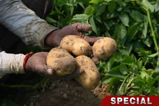 potato farmers