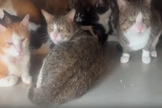 woman-from-pune-has-kept-more-than-350-cats-at-home