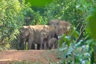 Elephant issue in Odisha Assembly