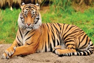 Tiger scare in Wayanad