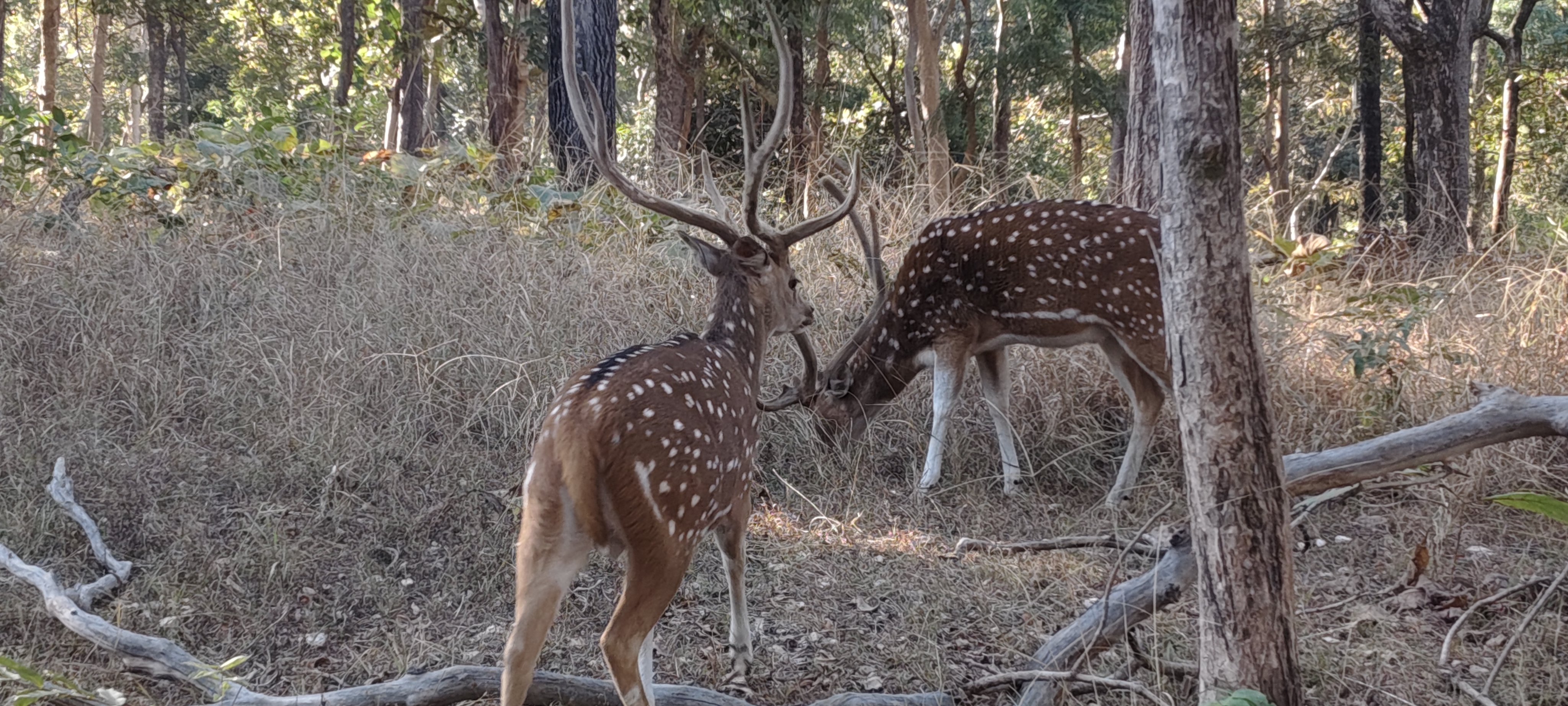 ​​Pench Park Buffer zone increase