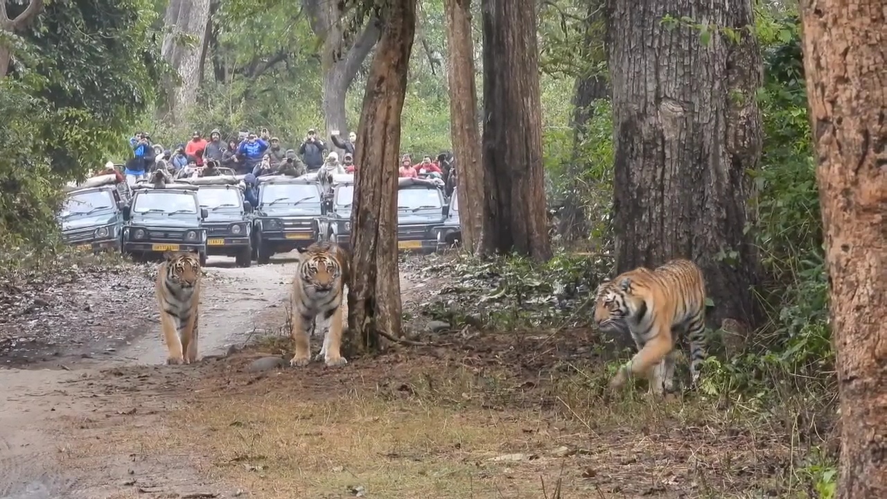 Corbett Tiger Reserve Tiger