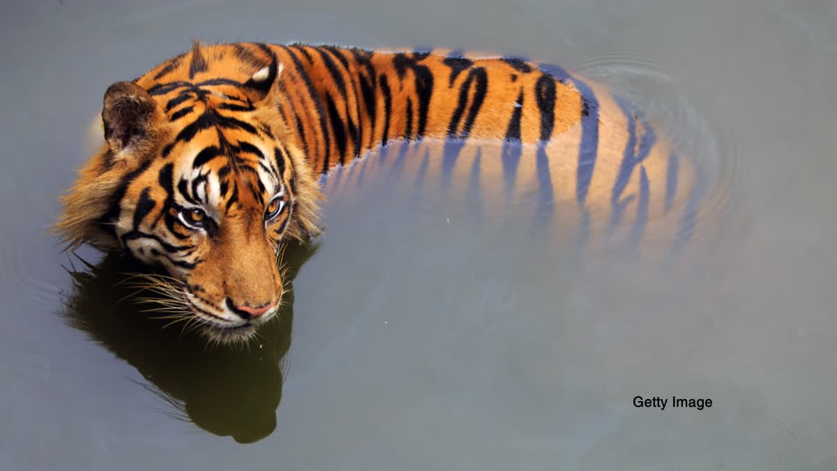 tiger cub body found in balaghat