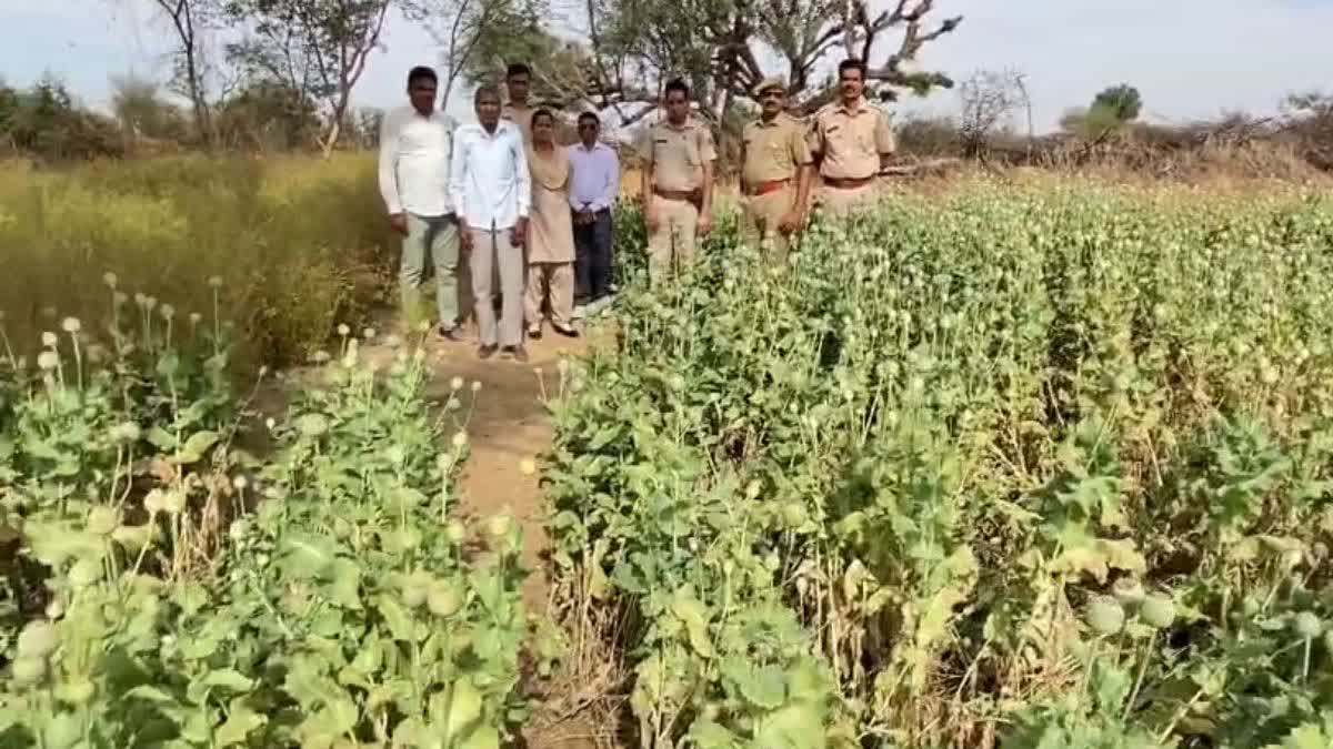 seized 11200 opium plants