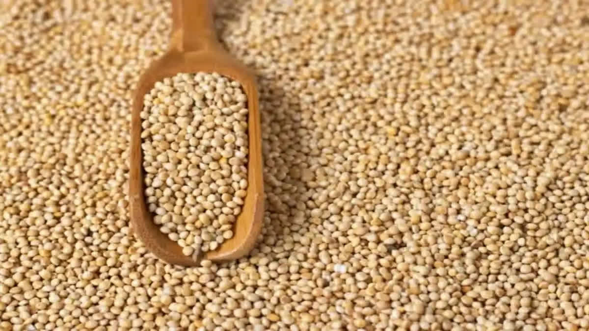 The Central government has stepped up gas for the promotion of millet in the country over the last couple of years. The IIM Kashipur study was conducted to address the marketability challenges of millet production and identify effective strategies to increase its economic presence. The sample size for the survey was collected from the major hilly regions of the state of Uttarakhand such as Pithoragarh, Joshimath, Rudra Prayag, Chamoli and others. The study says that millet production in the region of Uttarakhand plays a significant role in the socio-economic contribution and overall agricultural sector.