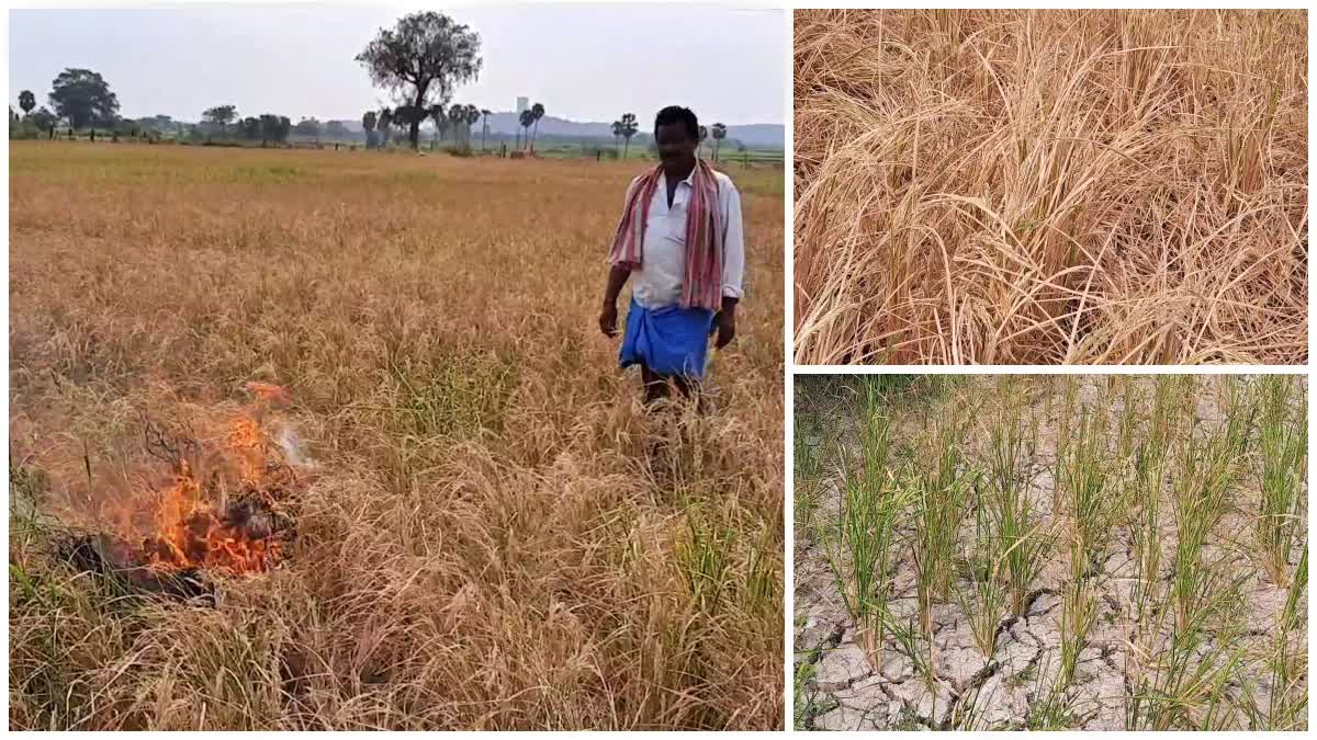 Farmers Demand Compensation For Crops Dried up