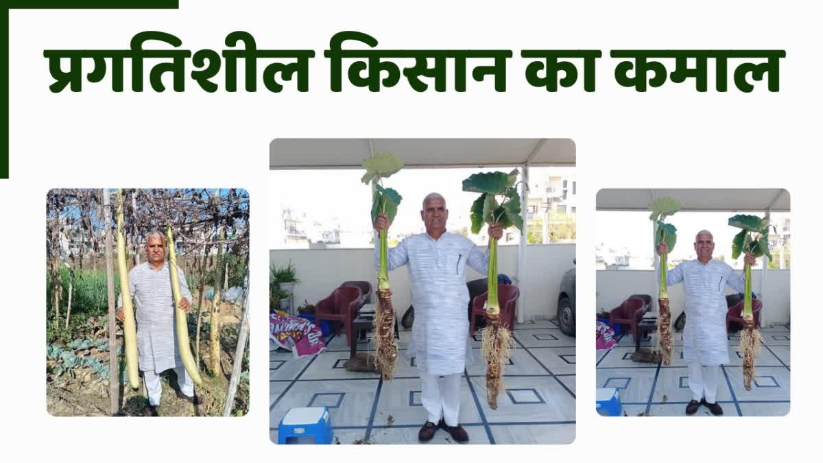 Cob Cultivation in Kurukshetra