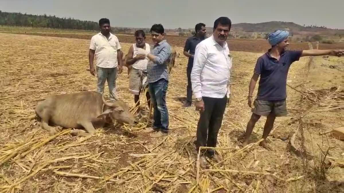 ಚಿಕ್ಕಮಗಳೂರು