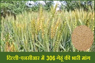 Huge demand for 306 wheat variety in Delhi NCR