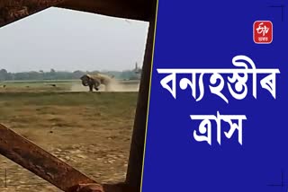 Wild elephant attack in Hojai, sensational scene capture on camera
