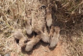 Kuno Cheetah Birth 6 Cubs