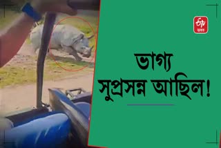 One horned Rhino chased away tourist cars in Manas National Park