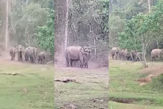 Wild elephants in Palod  Palod wild elephants  Wild elephants in Mankayam  Wild elephant attack