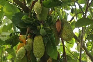 Thailand Pink jackfruit