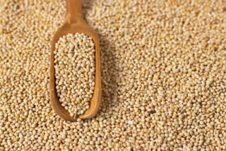 The Central government has stepped up gas for the promotion of millet in the country over the last couple of years. The IIM Kashipur study was conducted to address the marketability challenges of millet production and identify effective strategies to increase its economic presence. The sample size for the survey was collected from the major hilly regions of the state of Uttarakhand such as Pithoragarh, Joshimath, Rudra Prayag, Chamoli and others. The study says that millet production in the region of Uttarakhand plays a significant role in the socio-economic contribution and overall agricultural sector.