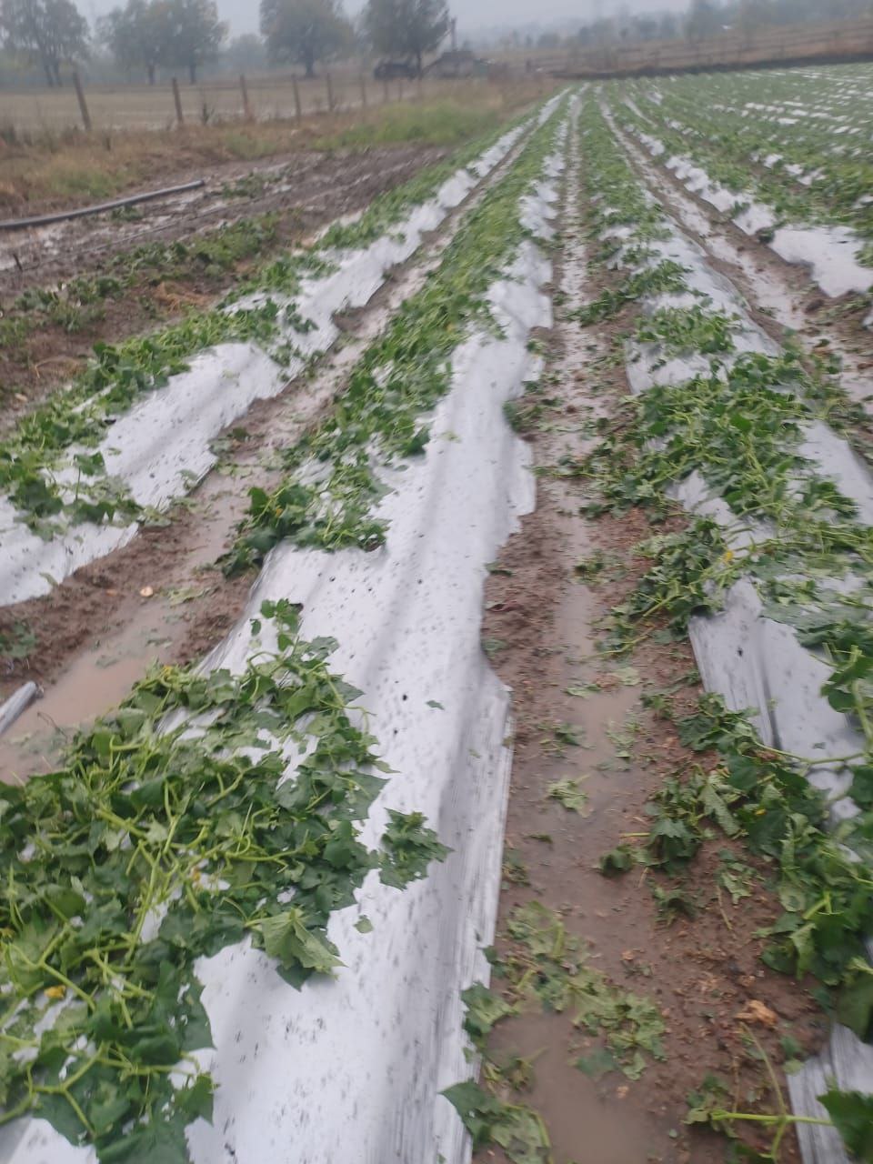 Shahdol Rain and Hailstorm