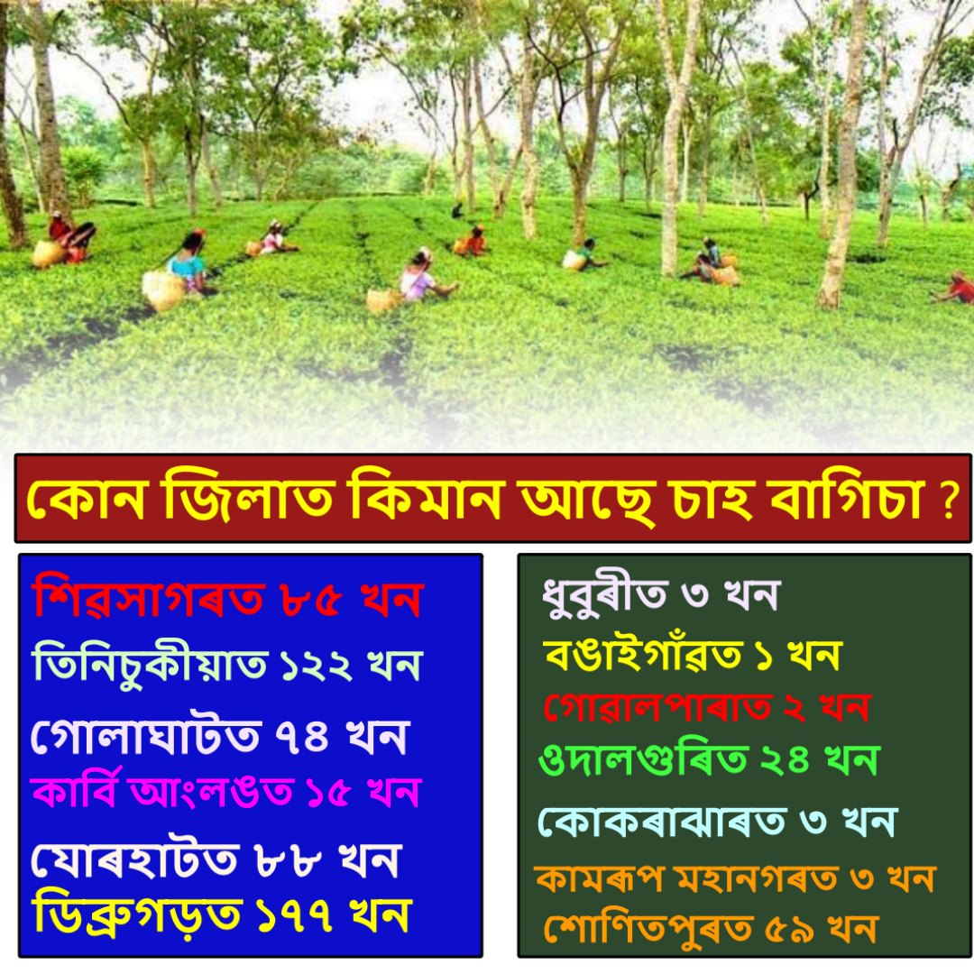 Assam Tea Industry