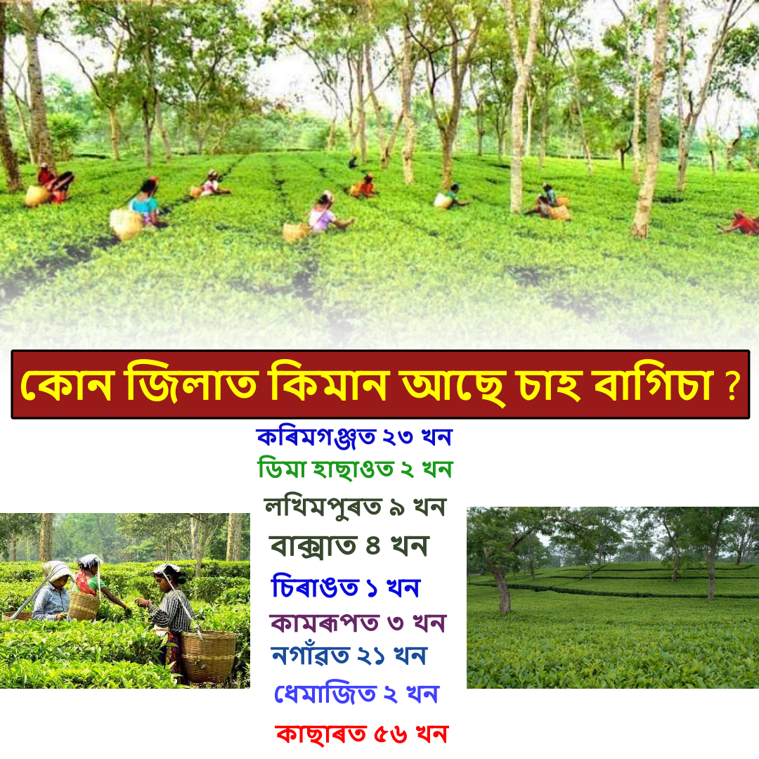 Assam Tea Industry
