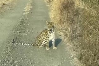 Leopards roam freely at Shirdi Airport in Maharashtra