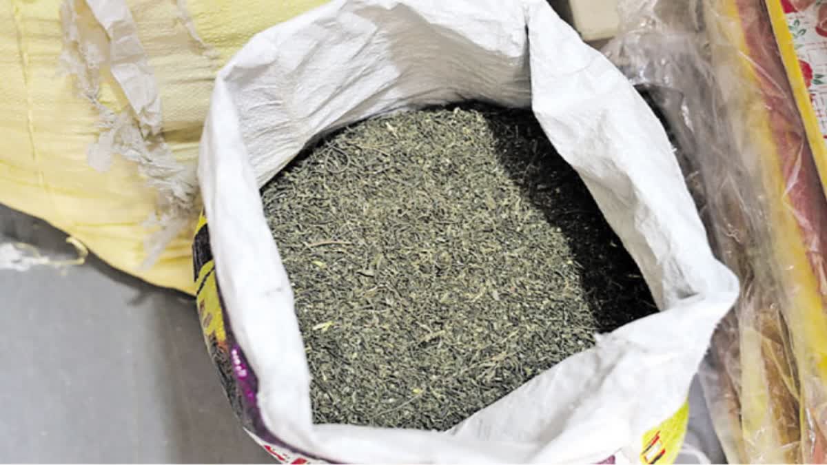 CANNABIS CHOCOLATES SEIZED  MARIJUANA MILKSHAKES SEIZED  CANNABIS SEIZED IN HYDERABAD  DRUG GANGS INNOVATE TACTICS