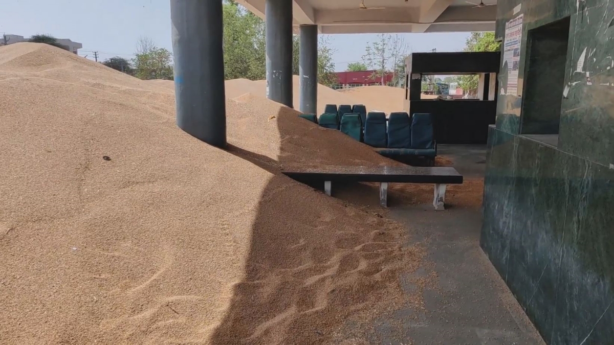 Charkhi Dadri Bus stand has been converted into a grain market instead of buses there are piles of grains at the bus stand