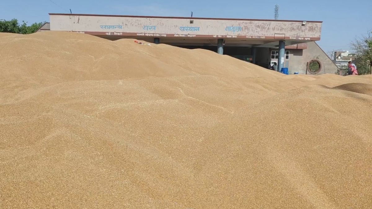 Charkhi Dadri Bus stand has been converted into a grain market instead of buses there are piles of grains at the bus stand