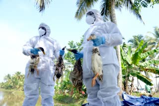 BIRD FLU IN ALAPPUZHA  BIRD FLU REPORTED IN KERALA  ആലപ്പുഴയിൽ പക്ഷിപ്പനി  എച്ച് 5 എൻ 1