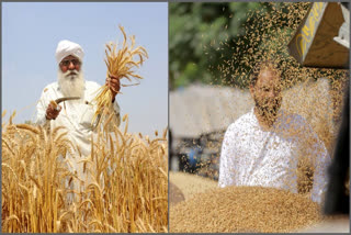 US Senators said that wheat subsidies in India are distorting prices and directly hurting American farmers. India's subsidies are also making it difficult for Oregon's farmers to compete in the Asian market.