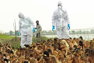 BIRD FLU OUTBREAK IN KERALA