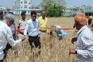 Wheat Harvesting Experiment