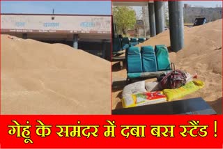 Charkhi Dadri Bus stand has been converted into a grain market instead of buses there are piles of grains at the bus stand