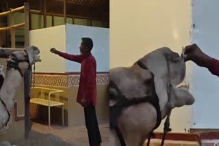 INDORE VIDEO VIRAL  ANIMAL LOVERS COMPLAINED  CIGARETTE GIVEN TO CAMEL IN INDORE  ഒട്ടകത്തെ സിഗററ്റ് വലിപ്പിച്ചു