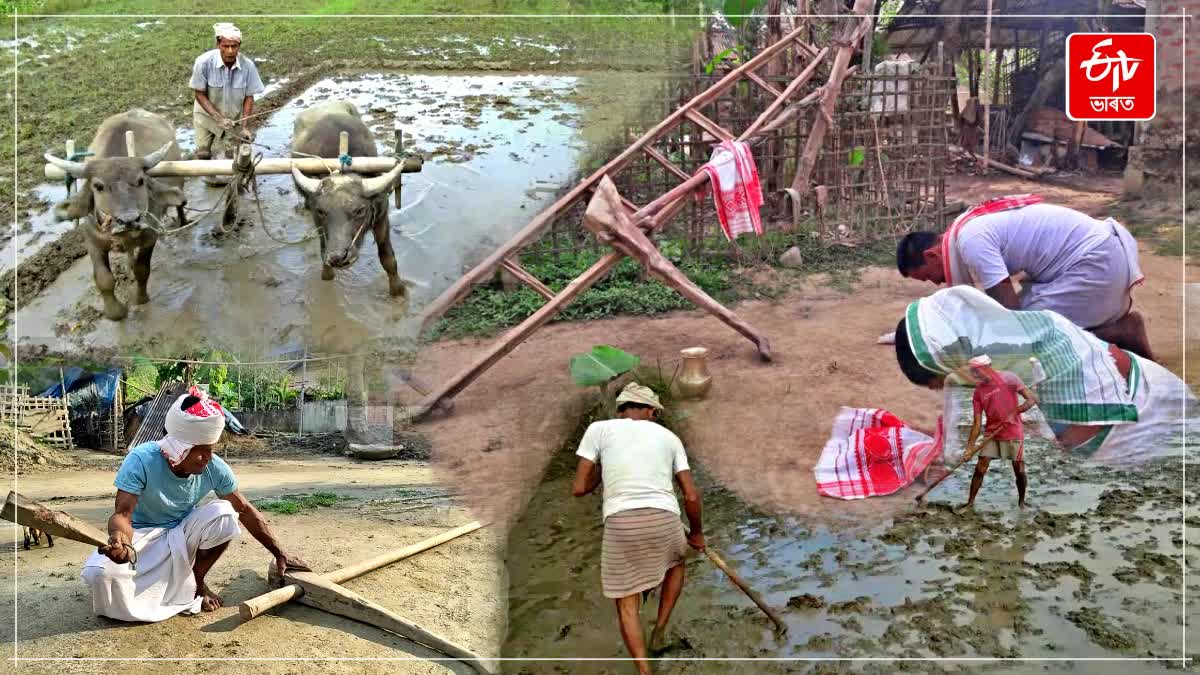 আজি নাঙল বিহু; জনবিশ্বাস মতে, আজিৰ দিনটোতে মহাদেৱে জুৰিছিল প্ৰথম হাল আজি চহা খেতিয়কৰ বিহু