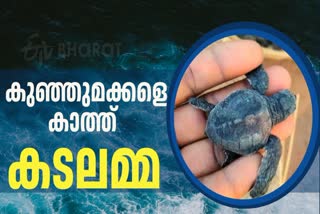 KOLAVIPALAM TURTLE PROTECTION  KOLAVIPALAM TURTLE CONSERVATION  OLIVE RIDLEY TORTOISE  SEA TURTLE AT KOLAVIPPALAM