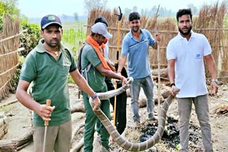 king cobra Rescue in Bagaha
