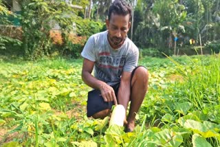 ex expat suneesh  suneesh farmer  Pottuvellari farming  latest news malayalam