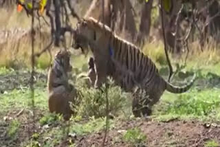 Tiger in Ranthambore