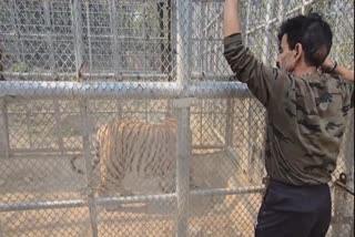 JAI AND VEERU ORPHANED TIGER CUBS