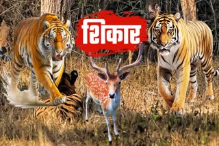 TIGER IN VTR