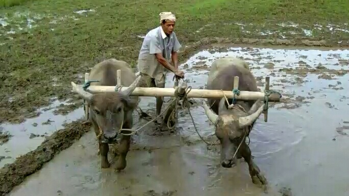 Nangol Bihu