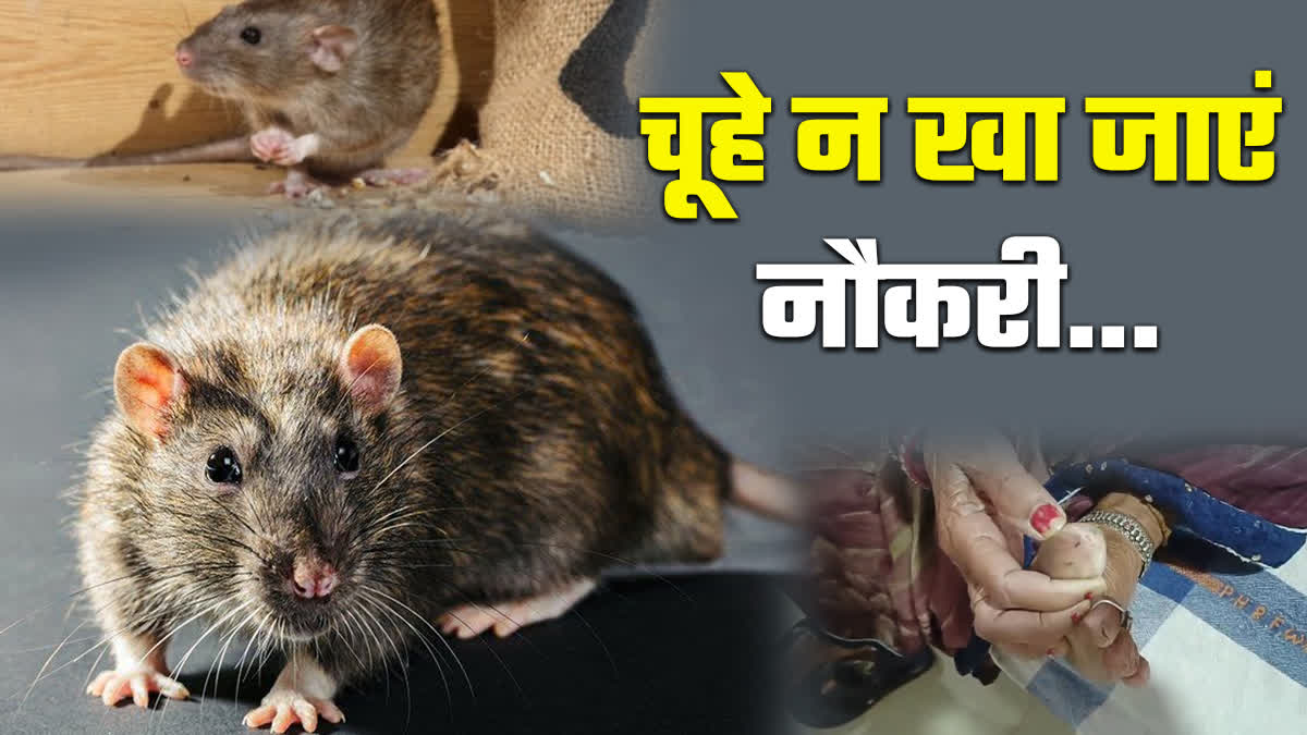 Rats Risking Jobs of Doctors IN CHHINDWARA HOSPITAL