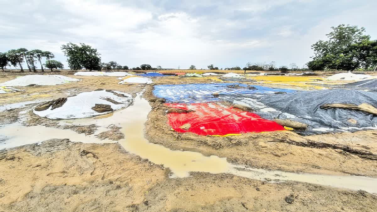 Crops Damaged Due to Untimely Rains