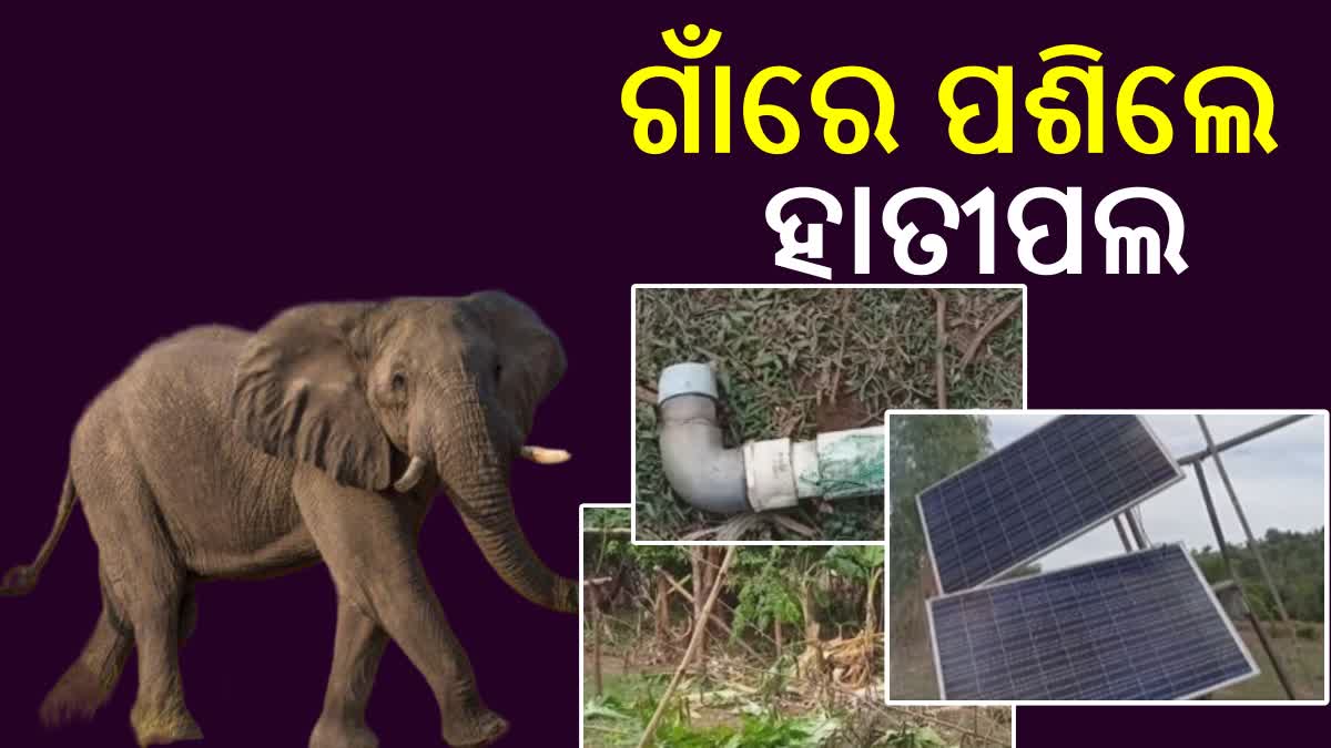 Elephant terror in Rayagada