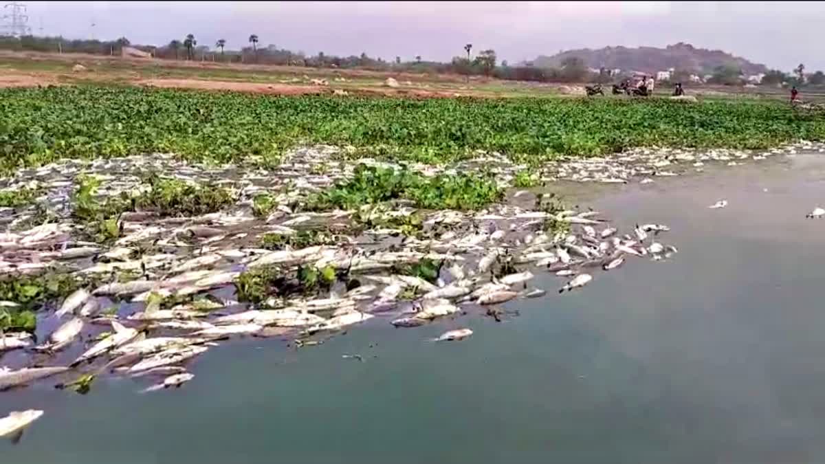 చెరువులోకి డంపింగ్ యార్డు కాలుష్య జలాలు - మృత్యువాతపడిన లక్షలాది చేపలు ...