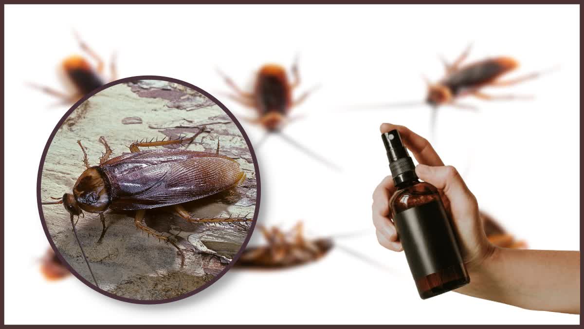 How to get rid of Cockroaches News